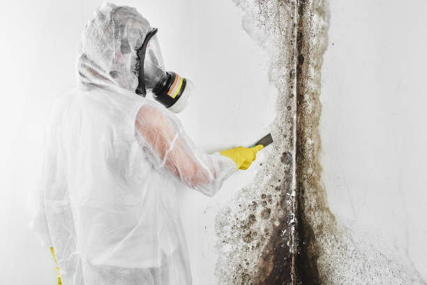 Best DIY Mold Remediation Support Services in Hennessey, OK