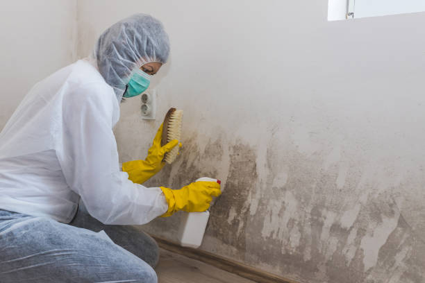 Best Localized Mold Remediation (e.g., coastal areas, humid climates) in Hennessey, OK