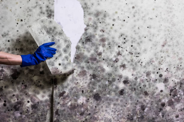  Hennessey, OK Mold Removal Pros